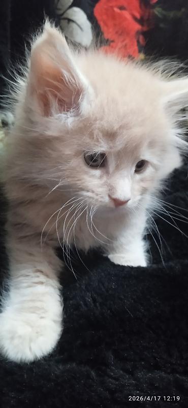 Продажа кошек: Мейн-кун, 1 месяц, Девочка — 14