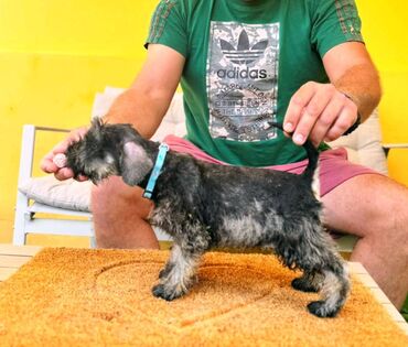 Psi: Odgajivacnica Pet house nudi prelepe stence Patuljastog snaucera Biber — 1