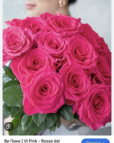 Роза: Саженцы — 35