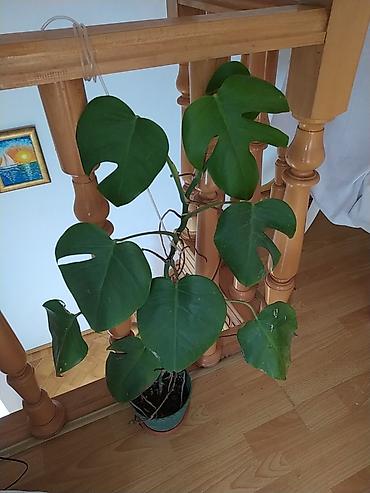 монстера: Otaq bitkiləri dəsti - Monstera deliciosa (dərin yarıqlı iri yaşıl — 1