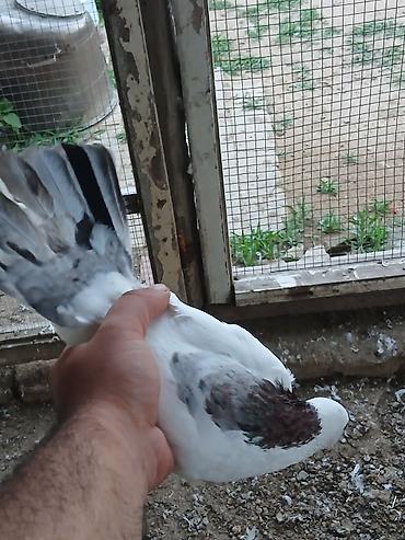 qus yuvalari: Əbreş boynu güllü ərkeydi tutulmadı sol qanadnın altında zilonkası var — 1