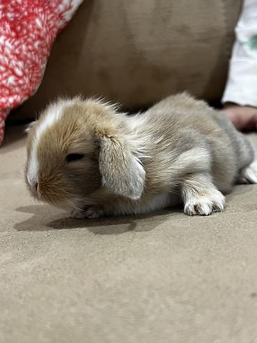 dovşan satışı: 🐰 1 aylıq Safqan Holland Lop balası satılır ✅ 1 aylıqdır ✅ Safqan — 4
