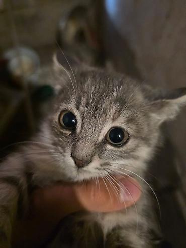 Мышыктар сатылат: Котята-шотландцы (скоттиш-фолд/страйт), помёт из нескольких малышей — 2
