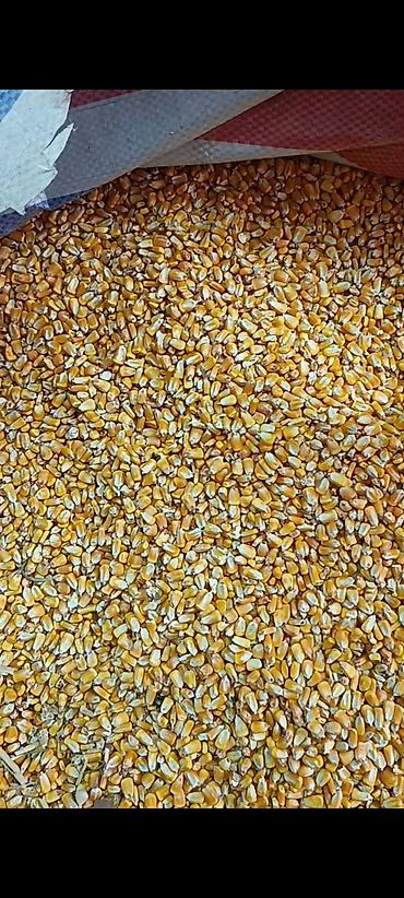 мака кукуруз: Продается кукуруза, жүгөрү сатылат, сорт пионер 0937 Идеально для — 1
