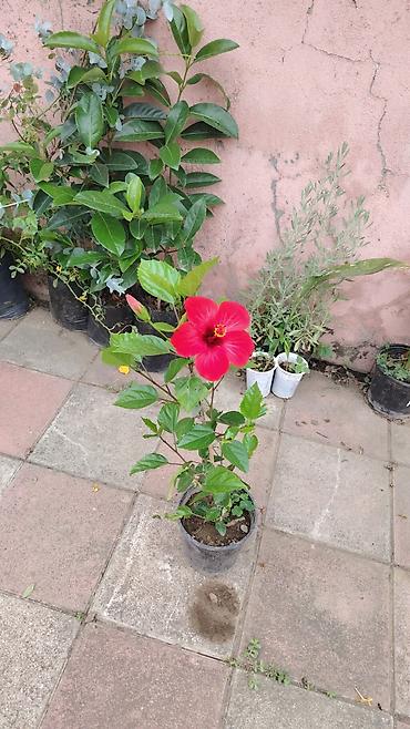 kol bitkiləri: Hibiskus (Çin qızılgülü) saksı bitkisi - Parlaq qırmızı, iri və — 2
