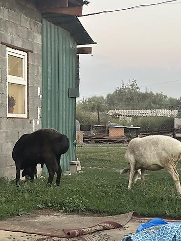 куры простые: Продаю | Овца (самка) | Для разведения — 5