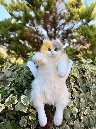 scotish fold: Məhsul: Realistik pişik peluş oyuncaqları - Növlər: 3 fərqli rəng — 2