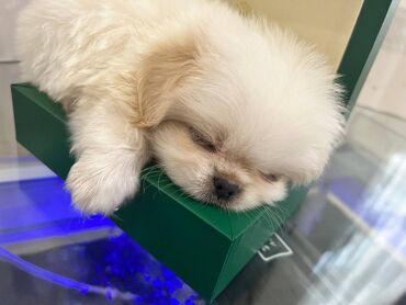 İtlər: Pekines, 2 ay, Erkek, Peyvəndli, Ödənişli çatdırılma