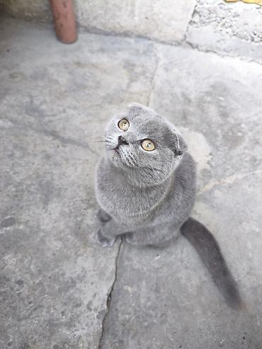 кошка вислоухая: Шотландская вислоухая кошка (Scottish Fold), окрас: сплошной голубой — 5