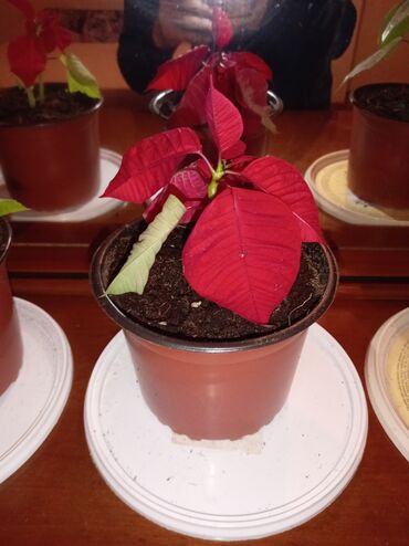 Otaq bitkiləri: Qırmızı poinsetiya (Atatürk çiçəyi) və dekorativ koles (Coleus) — 1