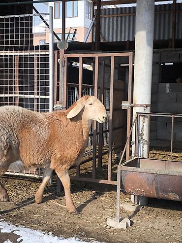 Баран, овца: Продаю | Ягненок, Баран (самец) | Арашан | Для разведения | Племенные at lalafo.kg — 9 Баран, овца: Продаю | Ягненок, Баран (самец) | Арашан | Для разведения | Племенные — 9