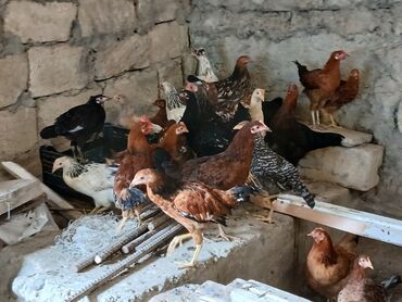 Akvarium aksessuar və ləvazimatları: Toyuq, Damazlıq