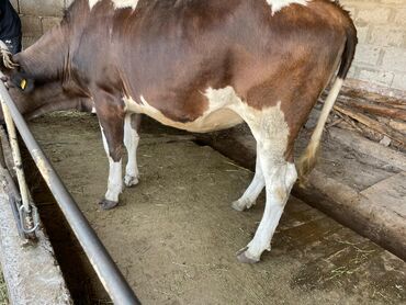 продаю музоо торпок корова самка бык самец айрширская ангус алатауская на забой для разведения на откорм племенные нетель привязанные: Продаю | Тёлка | Голштин | Для разведения, Для молока | Искусственник