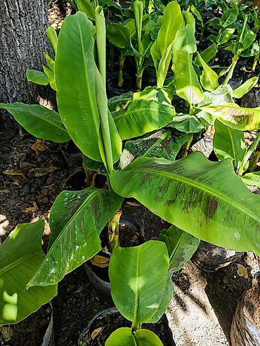 монстера манки: Продаю бананы ПЛОДОВЫЕ, сорт: Acuminata. Плодятся на второй год — 3