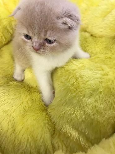 Pişiklər: Britan qıvrıqqulaq (Scottish Fold) balası - Cins: Scottish Fold — 7