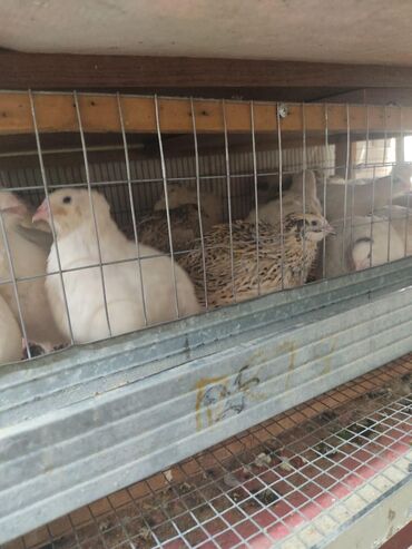 шотландская вислоухая голубая кошка: Птица есть в наличии!Продам молодых перепелов на данный момент им63