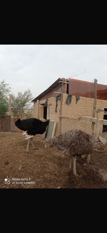 купить домашних курей: ‼️СРОЧНО Страусы (пара, самец и самка) - Вид: африканский страус