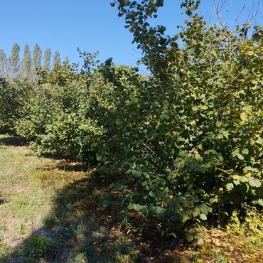 aslan pençesi bitkisi azerbaycanca: Xaçmaz rayon Xuray kənd 1.44 sot 60 sot qələm qalan məsuldar bağ