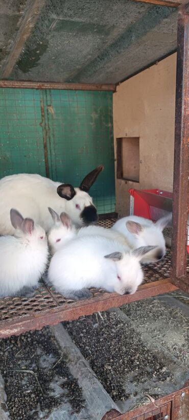 кролики фландеры: Продаю | Крольчиха (самка), Кролик самец, Крольчата | Калифорнийская | Для разведения | Племенные