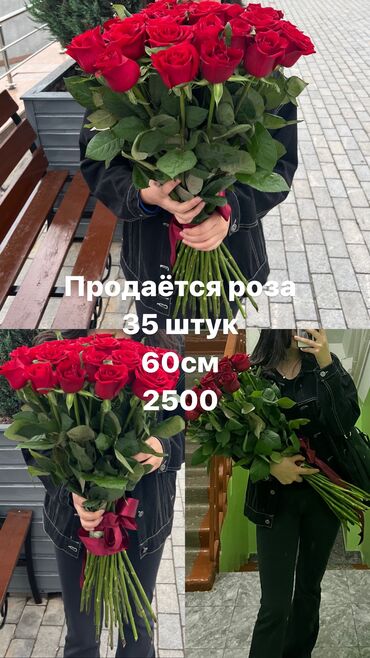 купить розы саженцы: Розы
