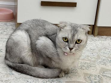Скотиш Фолд (Шотландская вислоухая), 1 год, Мальчик, Серебристая шиншилла, Приучена к лотку