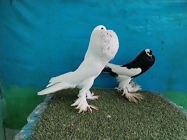 Göyərçinlər: Satilir pomeran Dutular 2 Cut Var cutu 120 Manatdi Bir cut Ag Qara Var — 30