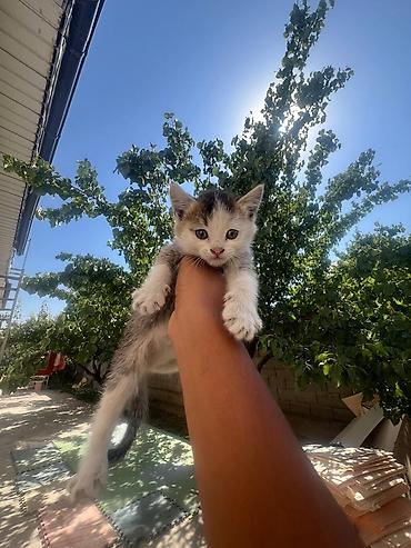 бесплатные котята: Котята даром. очень ласковые и красивые. 2 мальчика и 3 девочки. если — 2