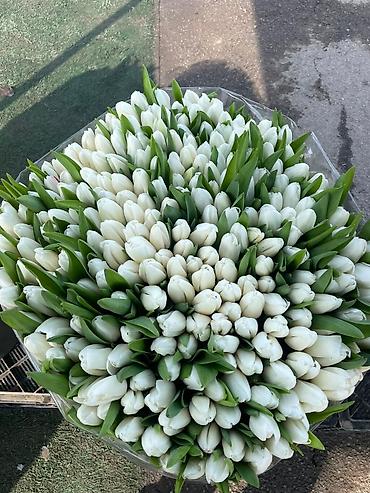 Букеты из живых цветов: Продаем тюльпаны отличного качества, высота и бутон крупный, высокие — 8