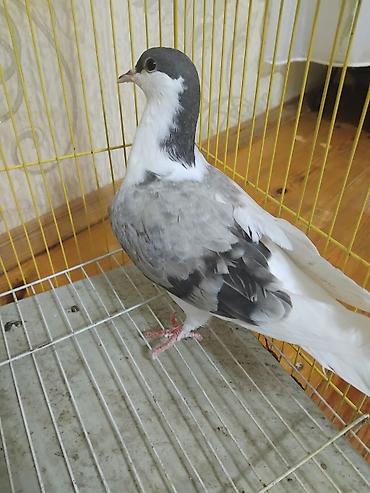 at satisi qiymetleri: 12 eded delfin goyercin 5 eded dekarativ delfinlerin cutu 30 manat — 9