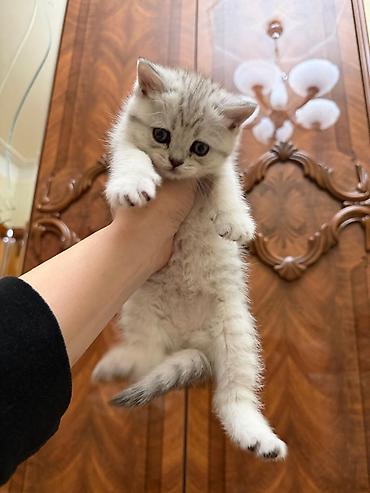 Pişiklər: Tabbi, Erkək, Yaxşı əllərə, Ünvandan götürmə — 3