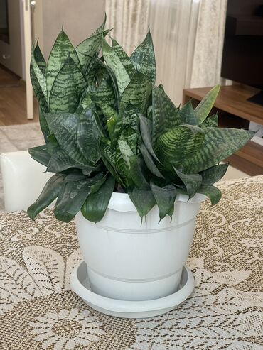 bitki toxumlari: Sansevieria “Hahnii” – havanı təmizləyən dekorativ bitki Baxımı asan