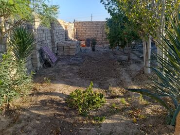 Kərpiclər: Hasarlı daş hasarla əhatələnmiş həyət sahəsi. İçəridə müxtəlif meyvə