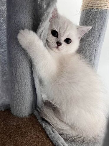 Mačke: Prelepi skotski macici su spremni za rezervaciju. U ponudi: 2 srebrna — 5