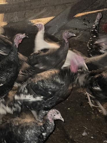 Птицы: Черный принц 37 голов — 11