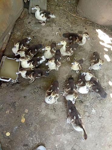 ordek sekilleri: Muscovy (indoutka) ördək balaları satılır.15 dənəsini alana biri pay — 3