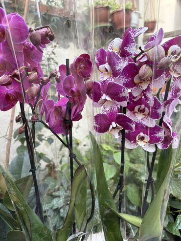 Otaq bitkiləri: Vatsapp mövcuddur!. Çatdırılma metrolara, Şamaxinkaya mövcuddur və -da lalafo.az — 6 Otaq bitkiləri: Vatsapp mövcuddur!. Çatdırılma metrolara, Şamaxinkaya mövcuddur və — 6