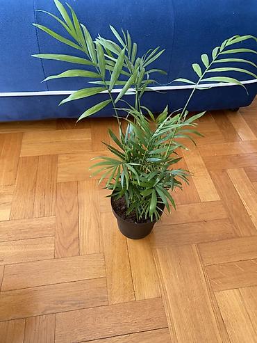 plasticne kucice: Sobna palma – Chamaedorea elegans (Parlor Palm) - Ukrasna zelena — 3
