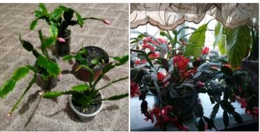 купить фикус: Декабрист (шлюмбергера) — комнатное цветущее растение. На фото —