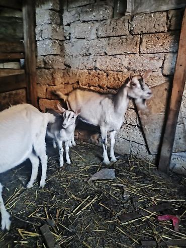 südlük keçi: 1 dışı 1 erkek buynuzsuz keçiler Cins keçiler Sanen dışıdır Alpin — 2