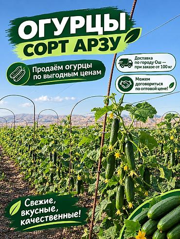 тапчан ош цена: Огурцы Оптом — 1
