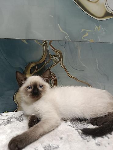 Pişiklər: Siam, Erkək, Dişi, Yaxşı əllərə, Ünvandan götürmə, Pulsuz çatdırılma, Ödənişli çatdırılma — 5