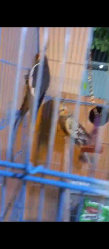 Tutuquşları: Nimfa (Cockatiel) cütü və qəfəs dəsti - Növ: Nimfa tutuquşusu — 6