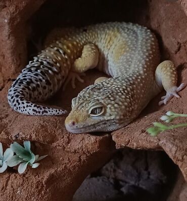 Leopar gecko wild type morph . tek ve terrarium ile birlikte satilir