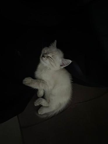 коты бесплатные: Беспородная, 4 месяца, Девочка, Приучена к лотку — 2