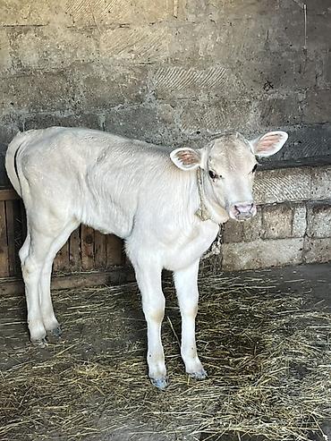 cins inek: 1aydi doğub,balası dişidi,daha etrfli melumat ucun zeng edin — 2