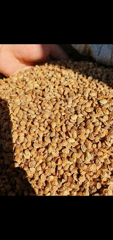 капельная кофеварка для зернового кофе: Семена и саженцы Самовывоз