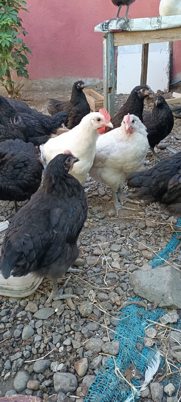 cins ineklerin satisi 2019: Salam təmiz qan Avstralop cücə satılır.Aprelin 5 çixan balası.cox