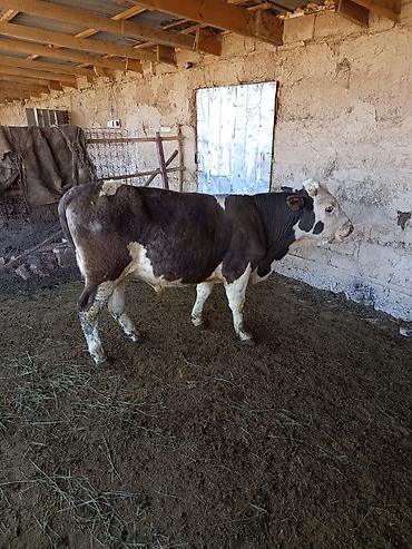 Коровы, быки: Продаю | Бык (самец) | На откорм — 5