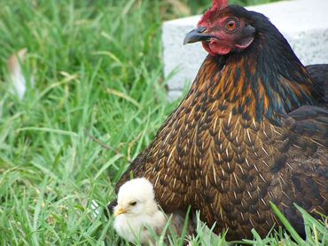 продам домик для кошки: Продаю | Куры | Домашняя | На забой, Для разведения
