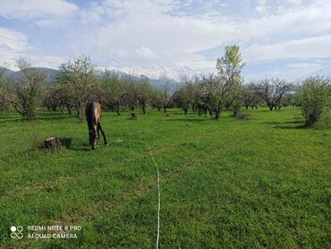 Туристические услуги: Конный Туризм Прокат лошадей обучения верховой езде организация — 15